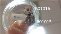 肯氏橋石藻藏品圖，第1張